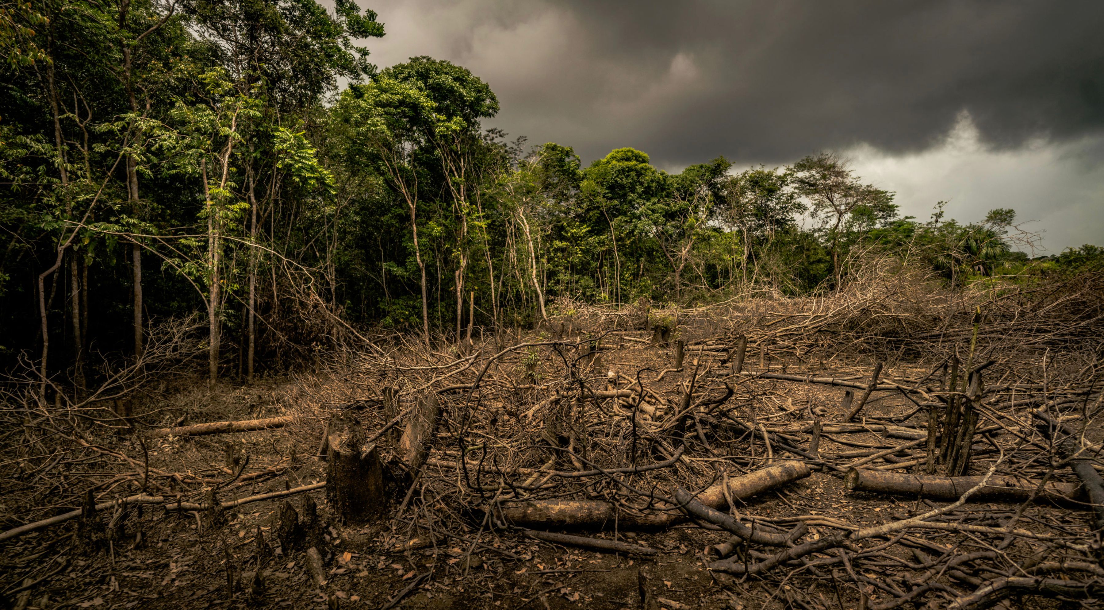 A photo of a deforested area with no trees and mud everywhere