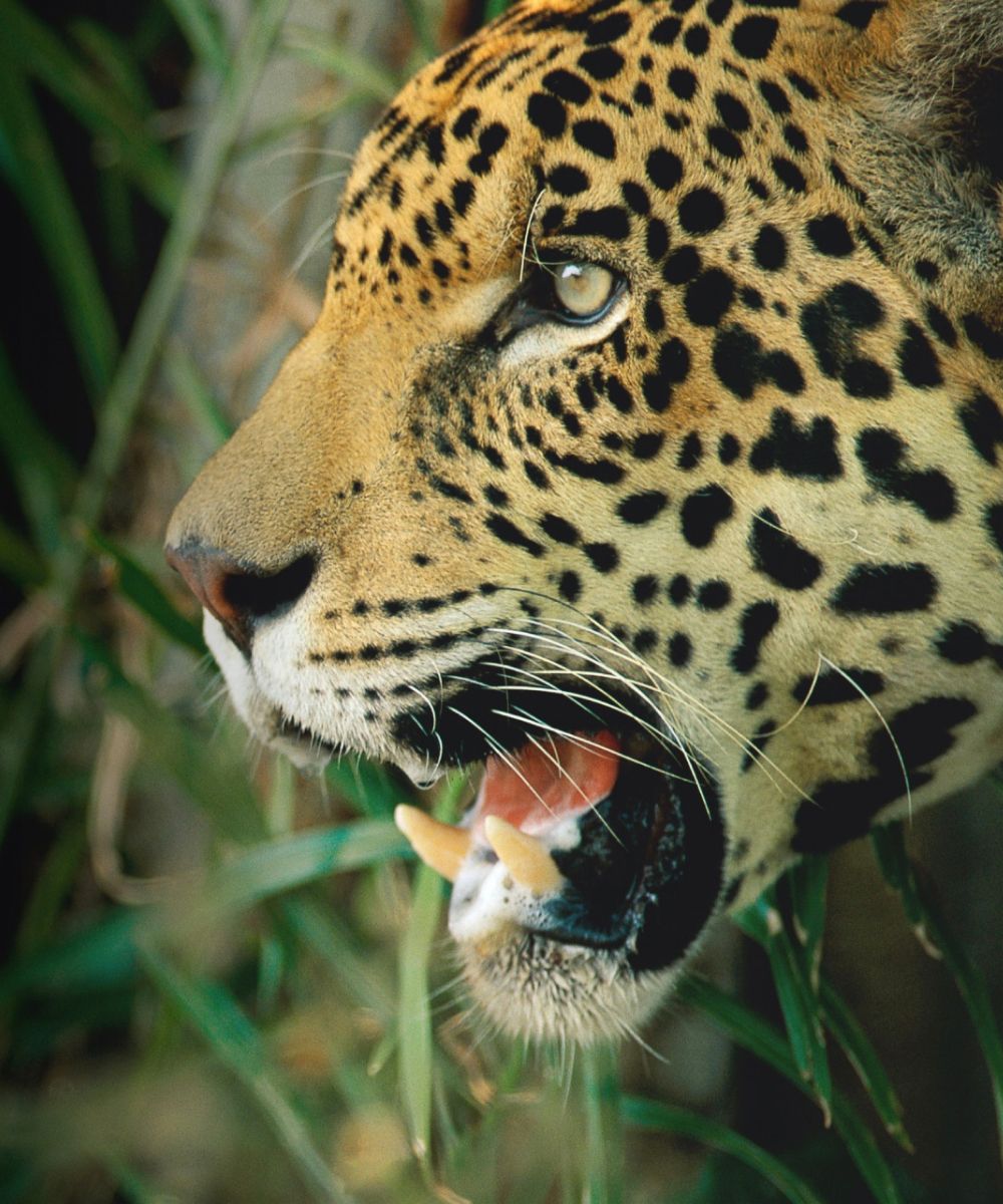 A photo of a leopard from the side, with a jungle background