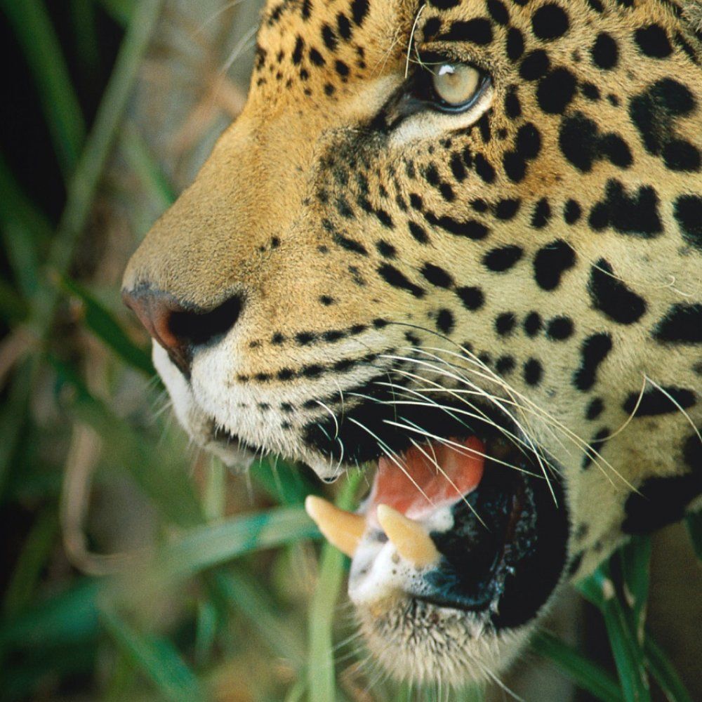 A photo of a leopard representing work with WWF